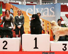 CACIB Elvas 2012